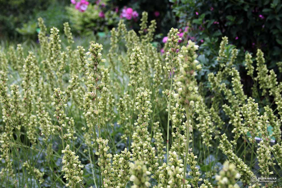 żurawka walcowata (Heuchera cylindrica)