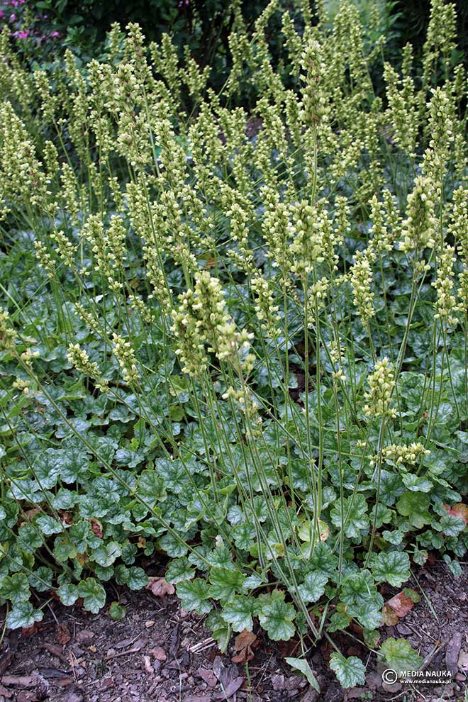 żurawka walcowata (Heuchera cylindrica)