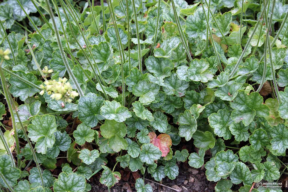 żurawka walcowata (Heuchera cylindrica)