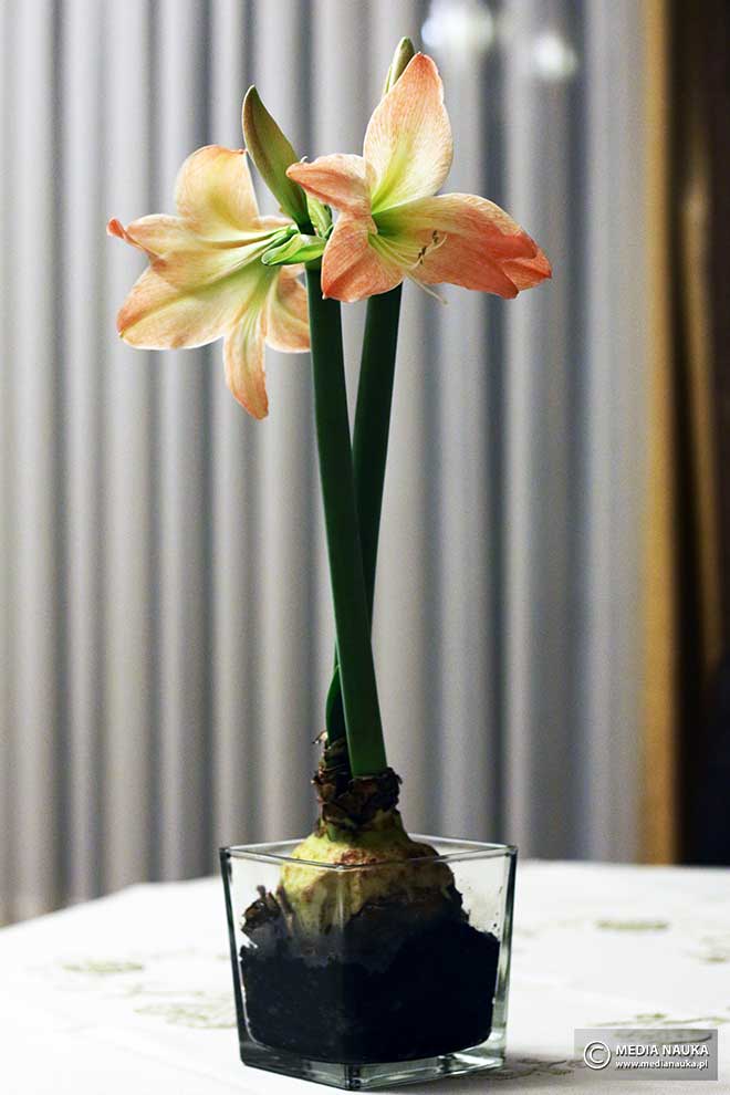zwartnica (Hippeastrum sp.)