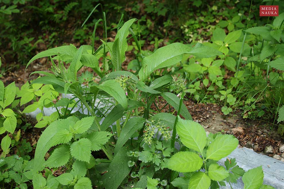 żywokost lekarski (Symphytum officinale)