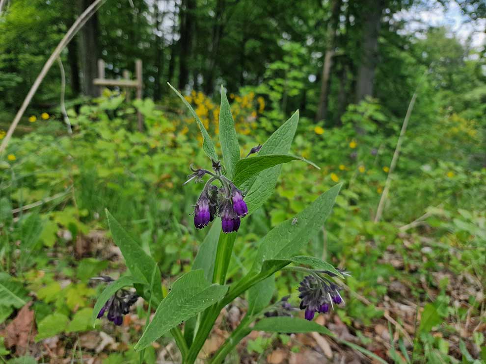 żywokost lekarski (Symphytum officinale)