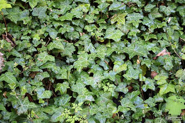 Bluszcz pospolity (Hedera helix)