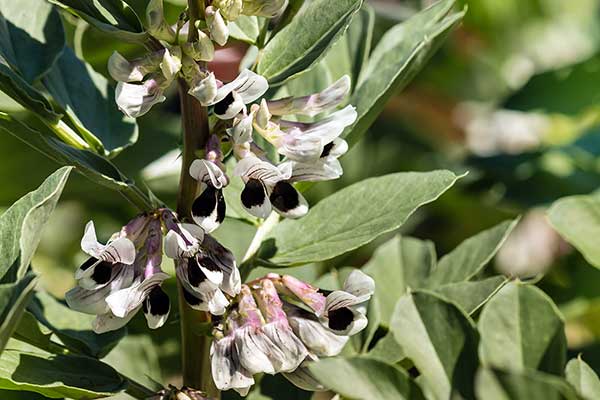 Bób (Vicia faba)