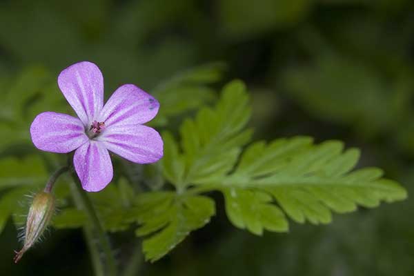 Bodziszek cuchnący (Geranium robertianum)