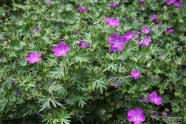 Bodziszek czerwony, bodziszek krwisty (Geranium sanguineum)