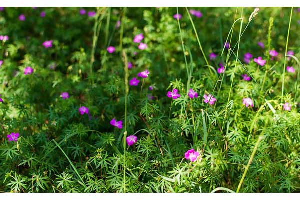 Bodziszek gołębi (Geranium columbinum)