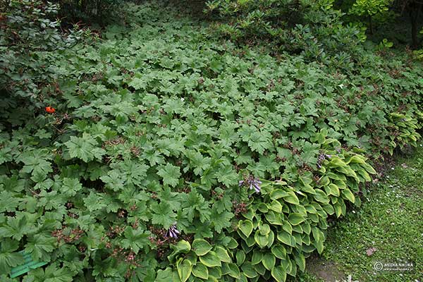 Bodziszek korzeniasty (Geranium macrorrhizum)