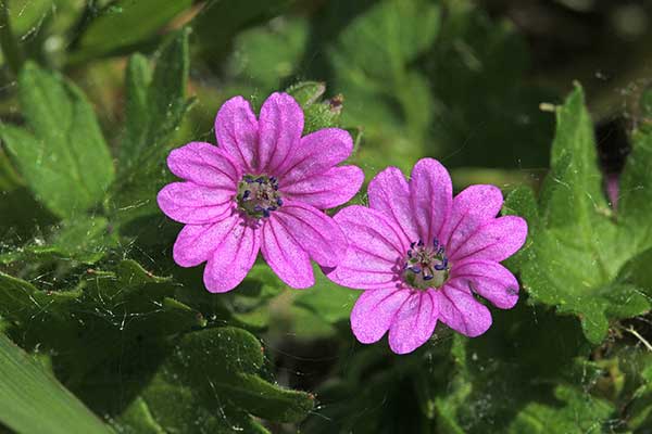 Bodziszek kosmaty (Geranium molle)