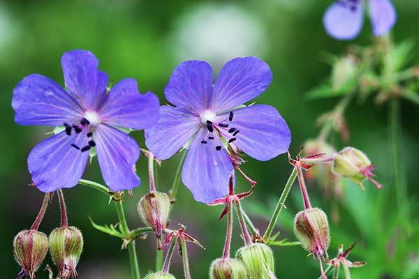 Bodziszek łąkowy (Geranium pratense)