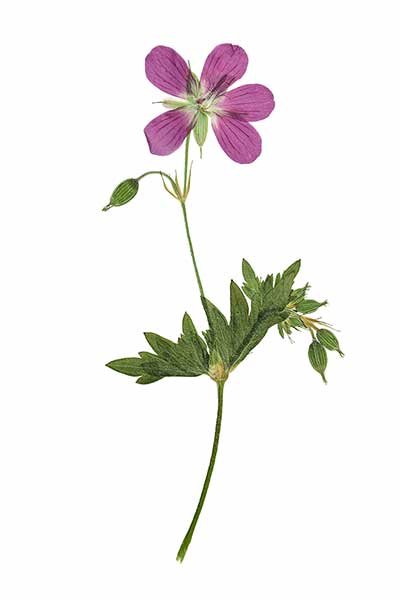 Bodziszek leśny (Geranium sylvaticum)