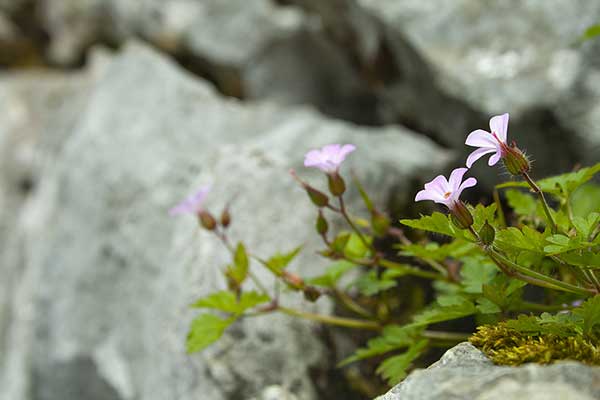 Bodziszek lśniący (Geranium lucidum)