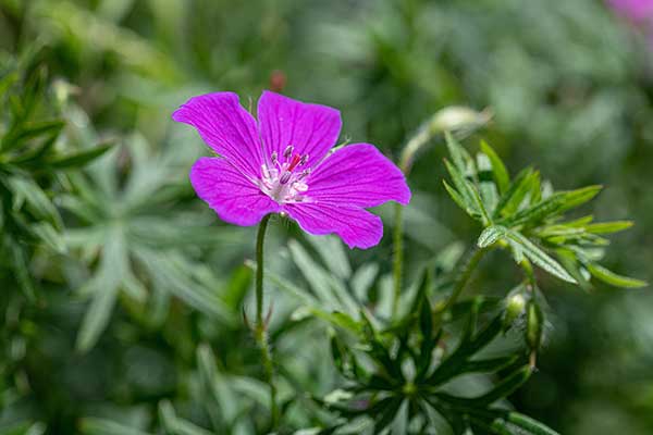 Bodziszek porozcinany (Geranium dissectum)