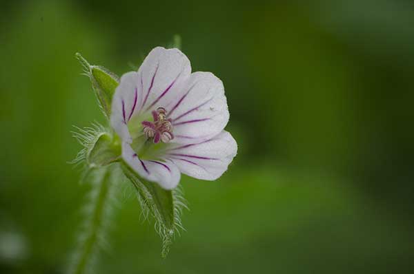 Bodziszek syberyjski (Geranium sibiricum)