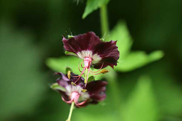 Bodziszek żałobny (Geranium phaeum)