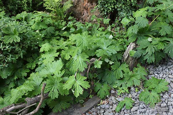 Bojkinia zachodnia (Boykinia occidentalis)