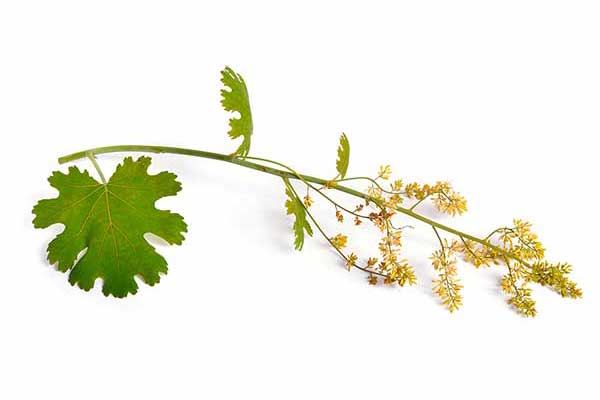 Bokkonia sercowata (Macleaya cordata)