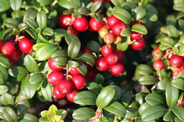 Borówka brusznica (Vaccinium vitis-idaea)