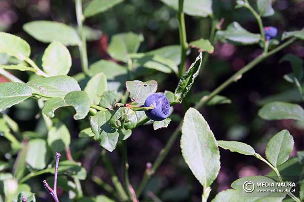 Borówka czarna, czernica, czarna jagoda (Vaccinium myrtillus)