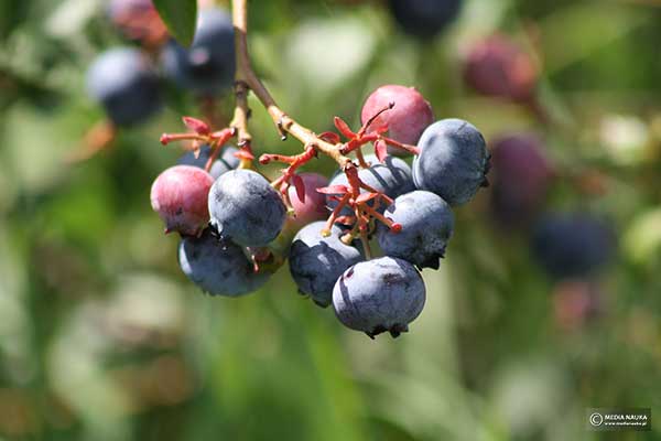 Borówka wysoka, borówka amerykańska (Vaccinium corymbosum)