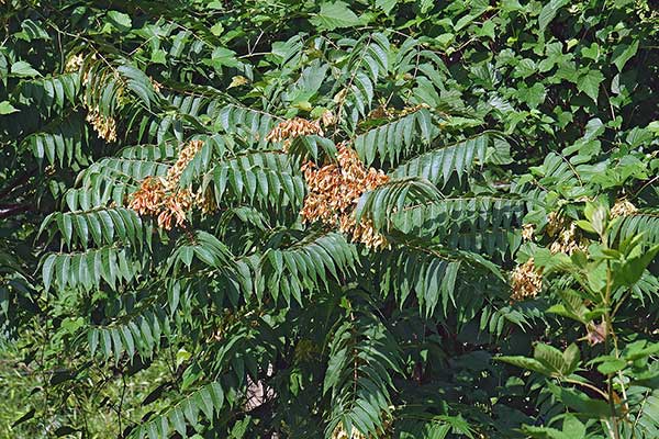 Bożodrzew wyniosły, bożodrzew gruczołkowaty (Ailanthus altissima)