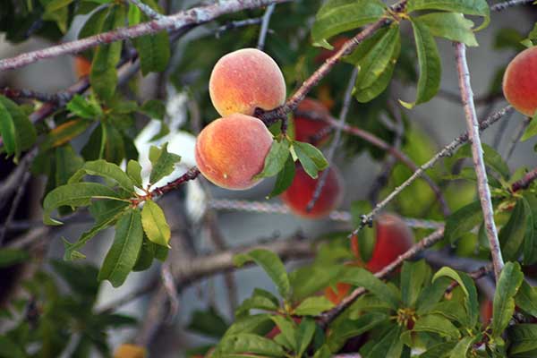 Brzoskwinia właściwa, brzoskwinia zwyczajna (Prunus persica)