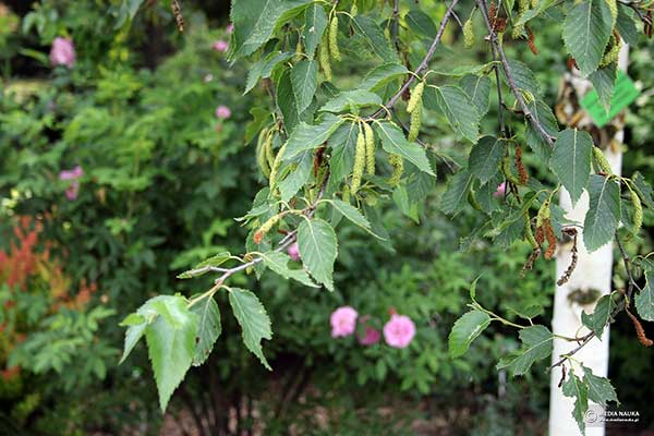Brzoza białochińska, brzoza chińska (Betula albosinensis)