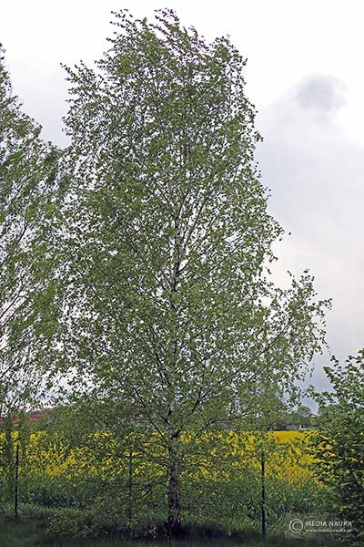 Brzoza brodawkowata (Betula pendula)