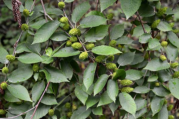 Brzoza cukrowa (Betula lenta)