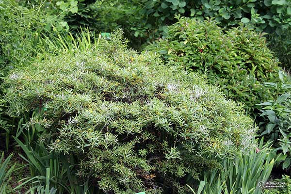 Brzoza grabolistna (Betula grossa)