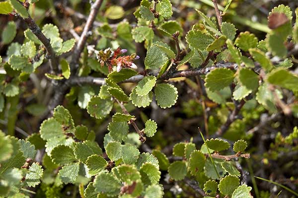 Brzoza karłowata (Betula nana)