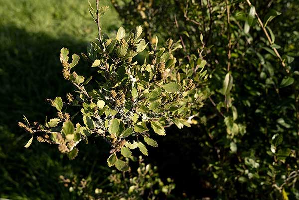 Brzoza niska (Betula humilis)