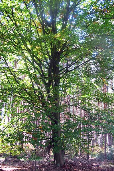 Buk pospolity, buk zwyczajny (Fagus salvatica)