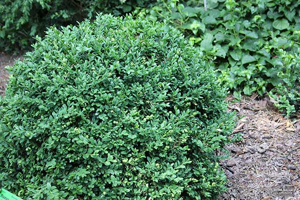 Bukszpan drobnolistny (Buxus microphylla)