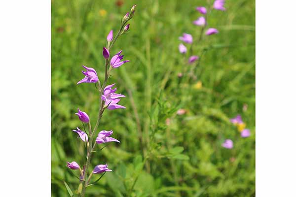 Buławnik czerwony (Cephalanthera rubra)