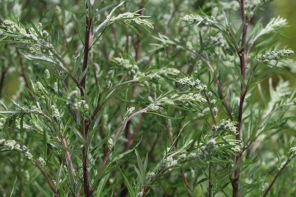 Bylica pospolita (Artemisia vulgaris)