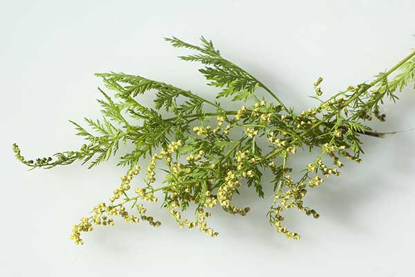 Bylica roczna (Artemisia annua)