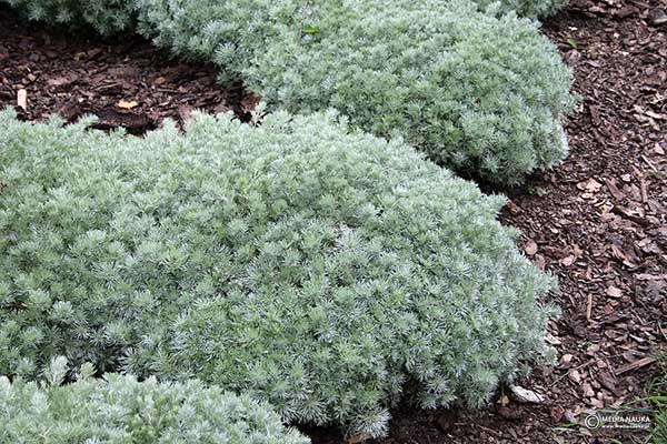 Bylica Schmidta (Artemisia schmidtiana)