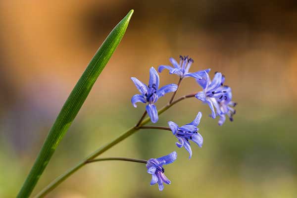 Cebulica dwulistna (Scilla bifolia)