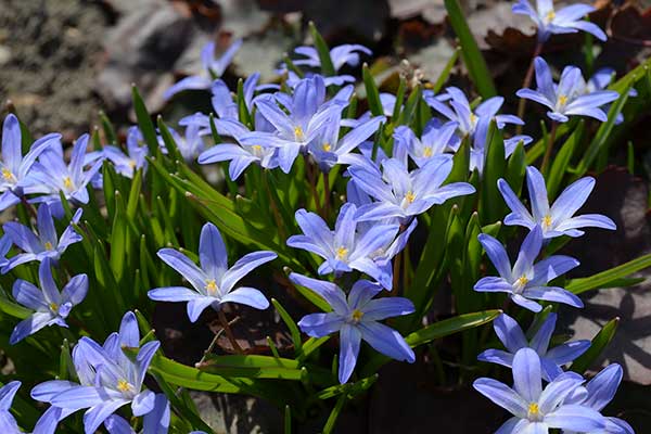 Cebulica syberyjska (Scilla siberica)