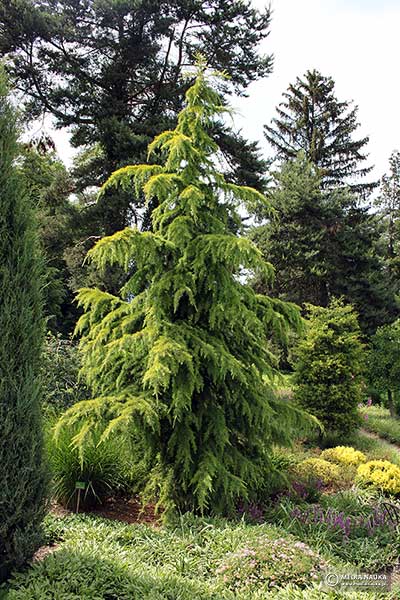 Cedr himalajski (Cedrus deodara)