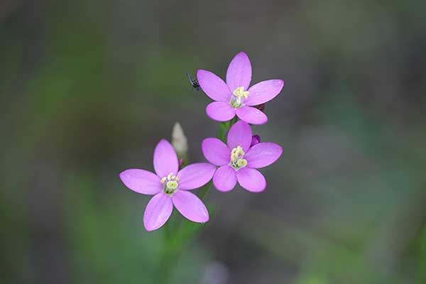 Centuria nadbrzeżna (Centaurium littorale)