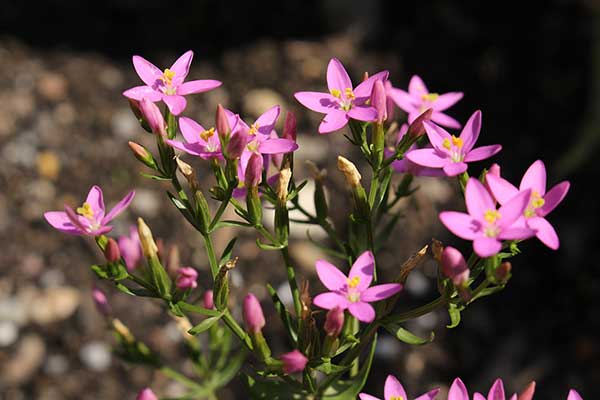 Centuria nadobna (Centaurium pulchellum)