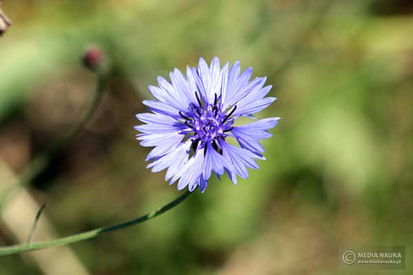 Chaber bławatek (Centaurea cyanus)