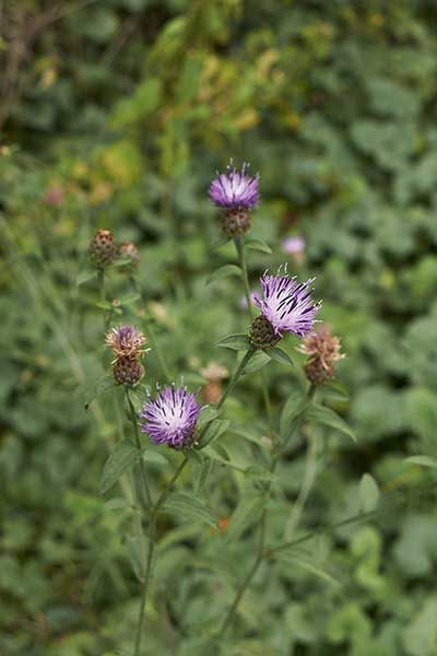 Chaber czarniawy (Centaurea nigrescens)