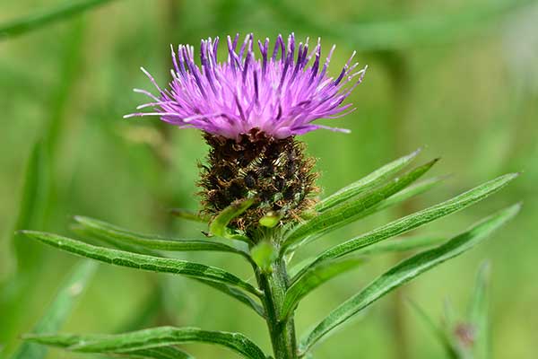 Chaber czarny (Centaurea nigra)