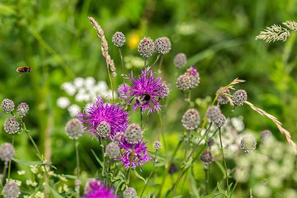 Chaber driakiewnik (Centaurea scabiosa)