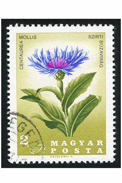 Chaber miękkowłosy (Centaurea mollis)