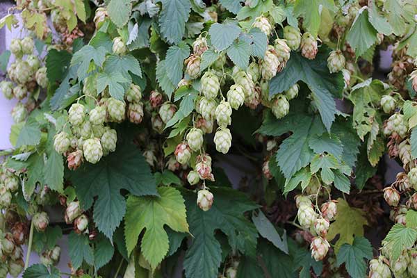 Chmiel zwyczajny (Humulus lupulus)