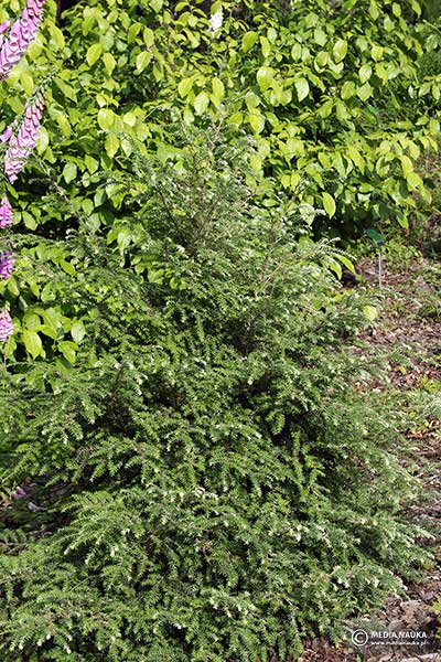 Choina kanadyjska (Tsuga canadensis)